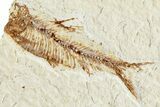 Two Detailed Fossil Fish (Knightia) - Wyoming #224549-2